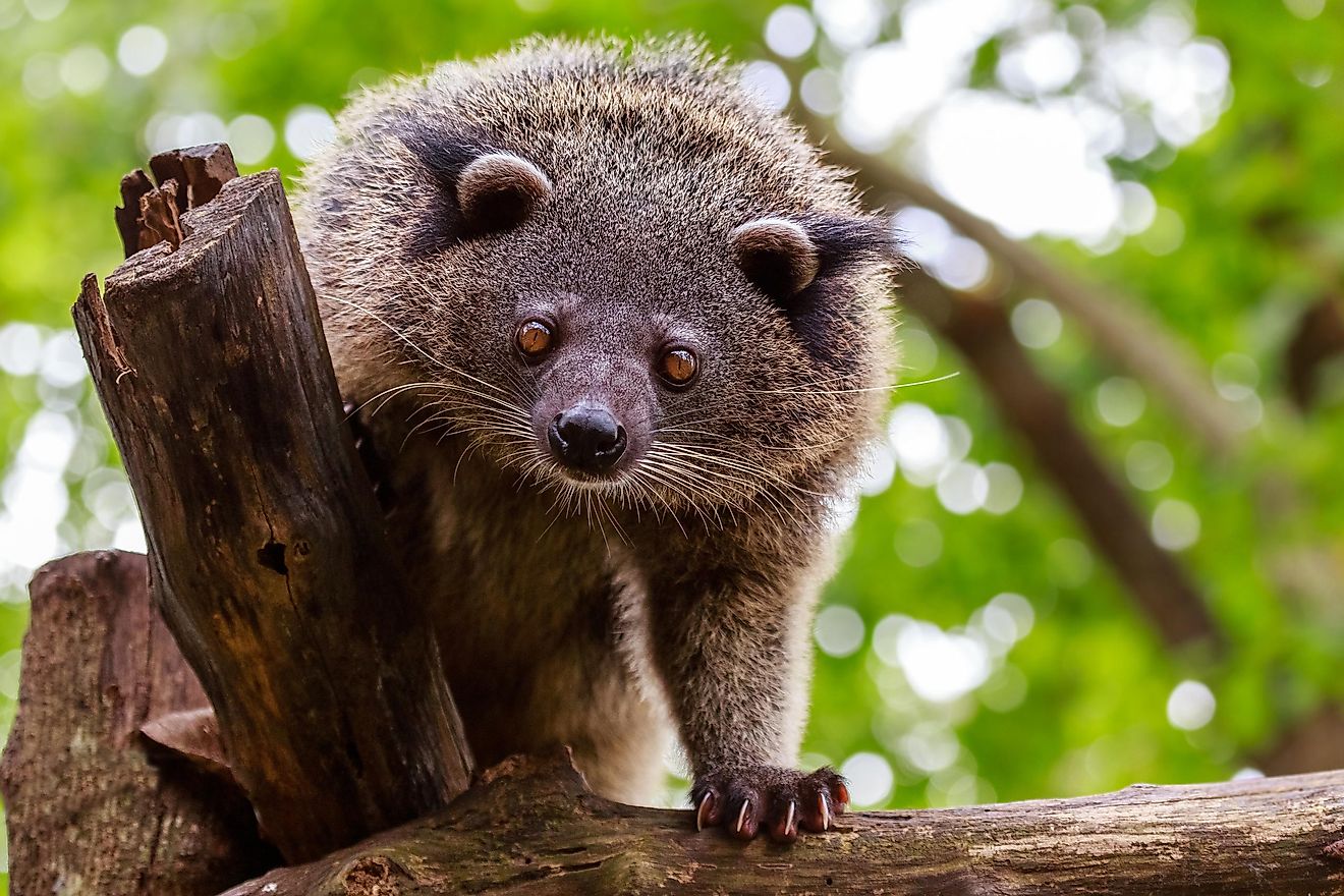 Binturong looking curiously from the tree, Palawan, Philippines.