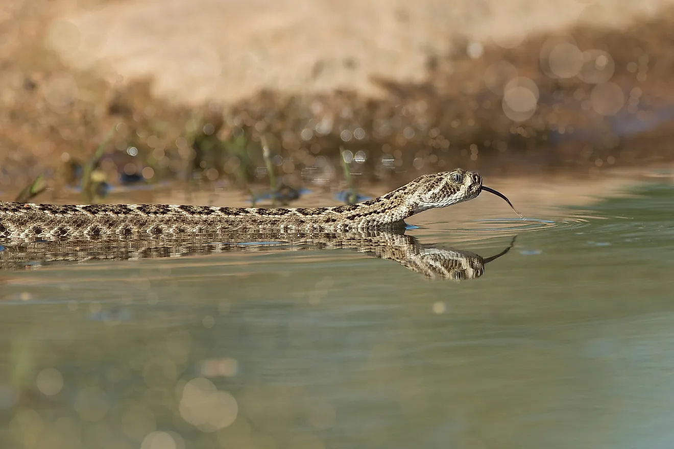 Western diamondback rattlesnake on the surface of water.