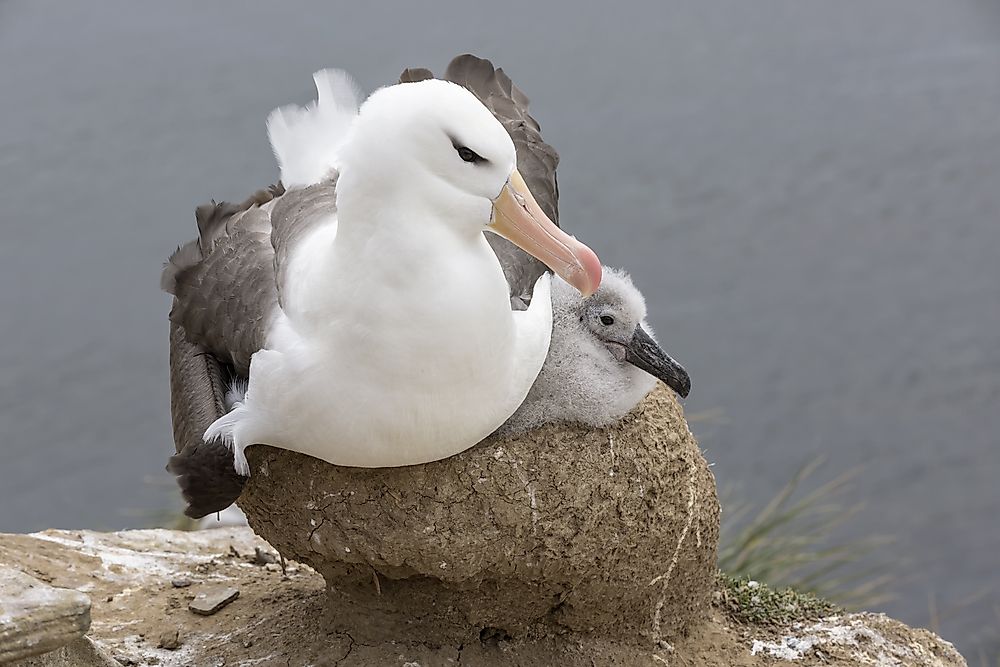 wandering albatross laying