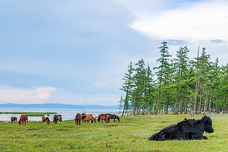 A yak and horses in Lake Khövsgöl National Park.