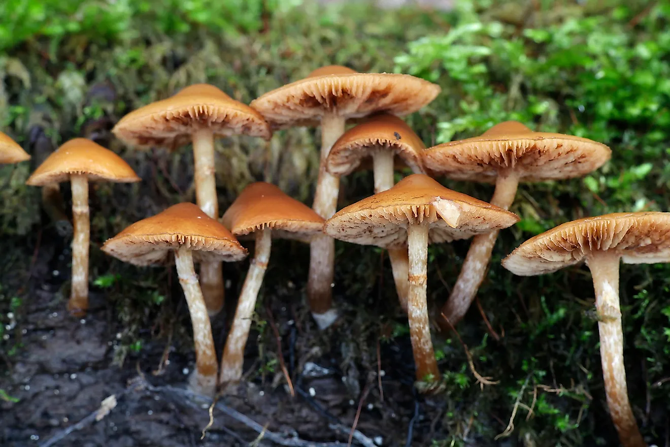 Funeral bell, also called deadly galerina, Galerina marginata, is a deadly poisonous mushroom. Image credit: Henri Koskinen/Shutterstock.com