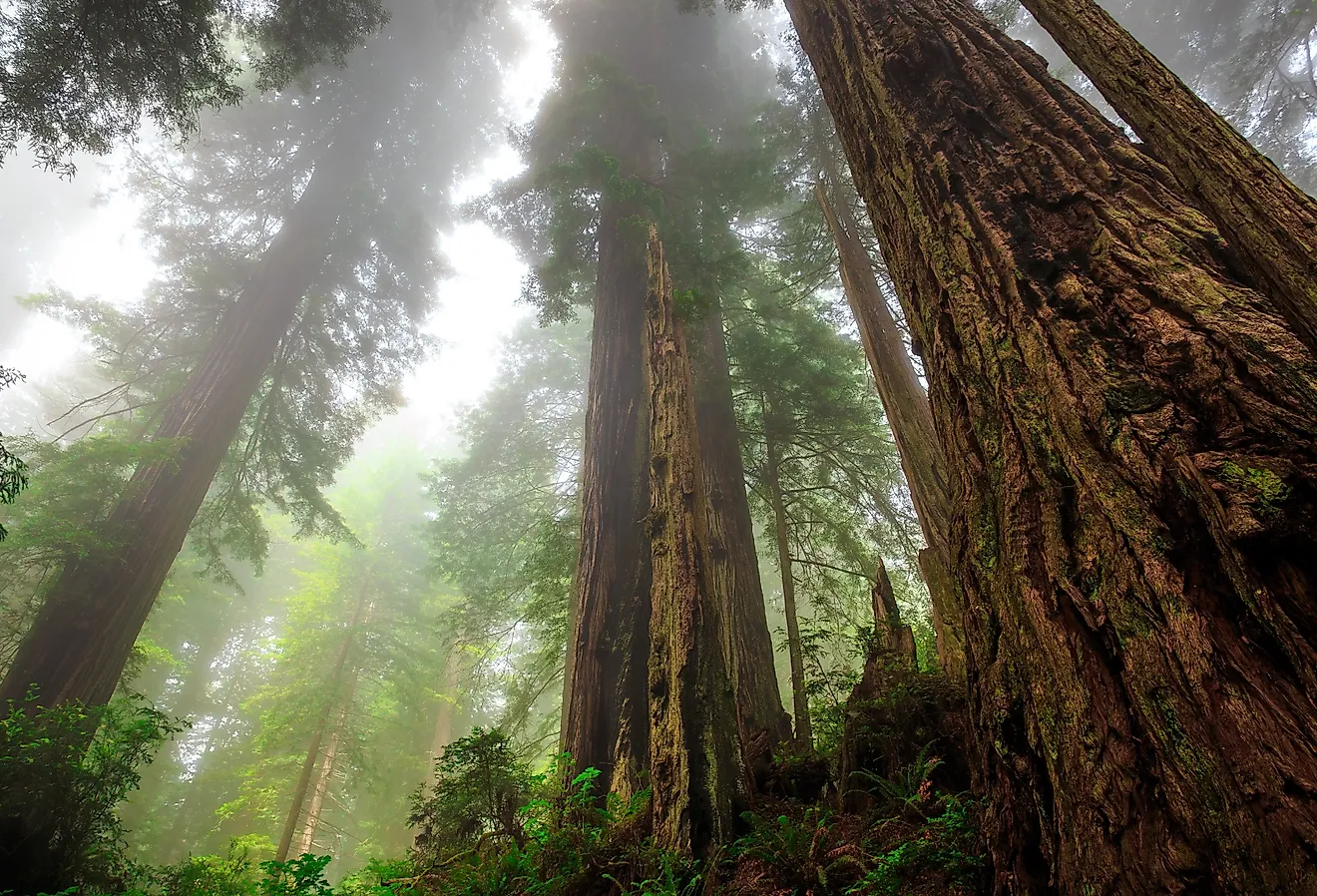 Foggy Light in the Redwoods at Del Norte Coast Redwoods State Park, Redwoods National Park, California.