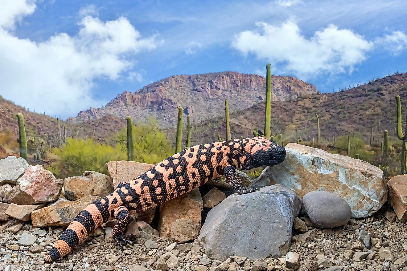 Gila Monster in the desert in Arizona