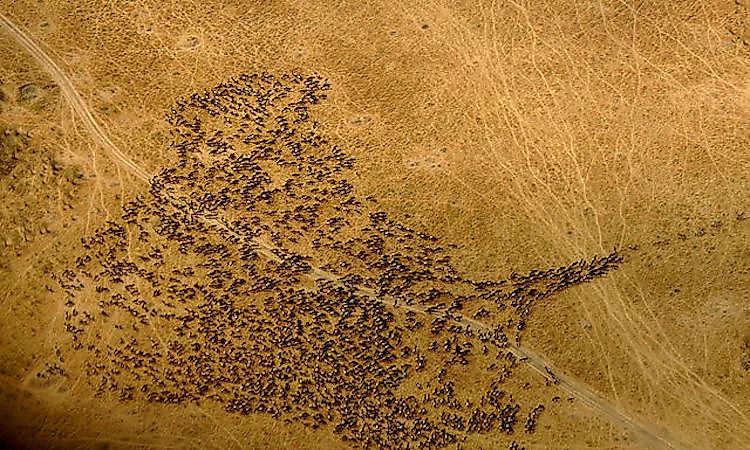  Wildebeest herding and following a few leading zebra in the Masai Mara, Kenya.