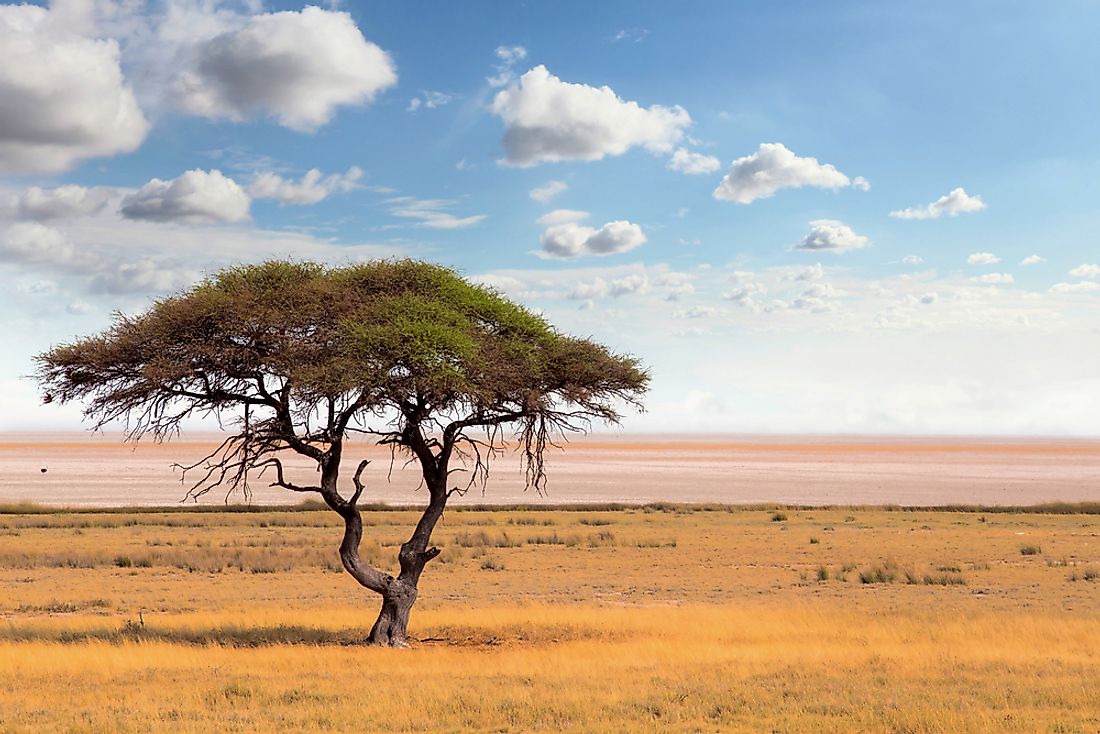 An acacia tree in Botswana. 