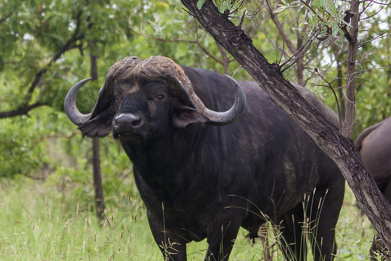A Cape Buffalo in the Kruger National Park of South Africa.