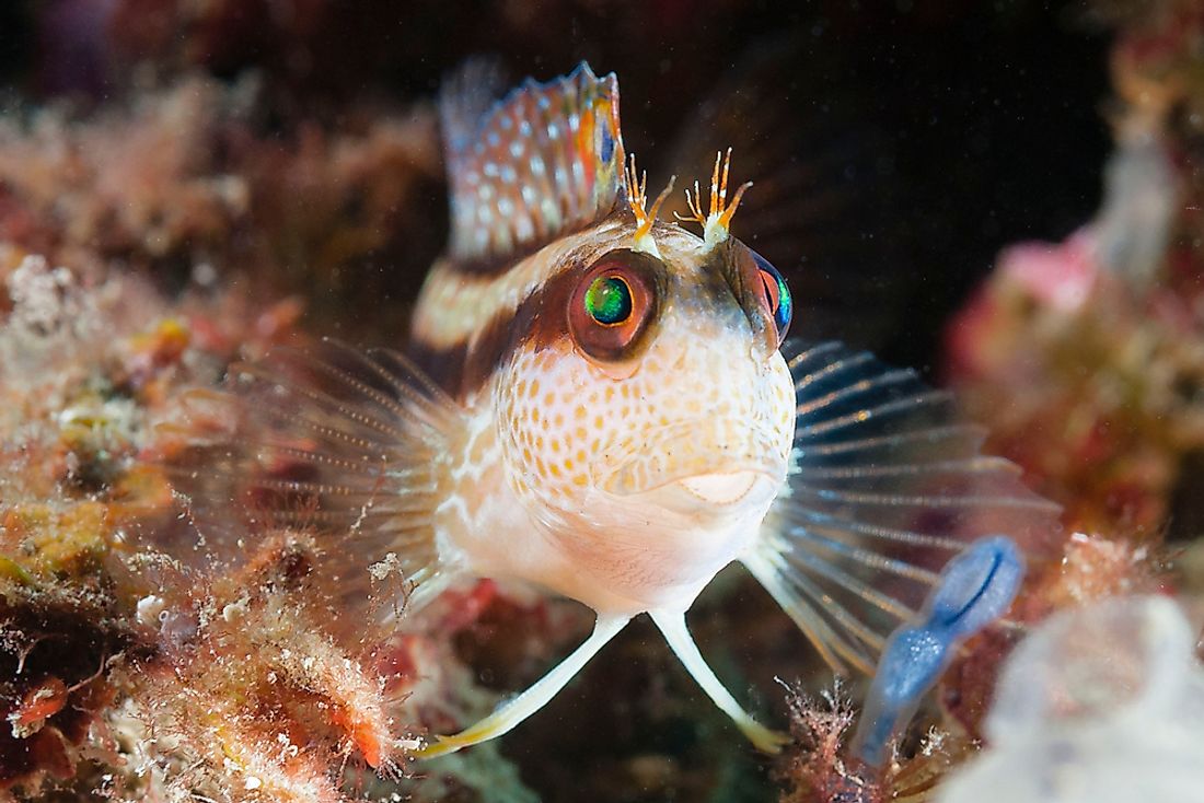 The ringneck blenny, a type of fish found in Algeria. 