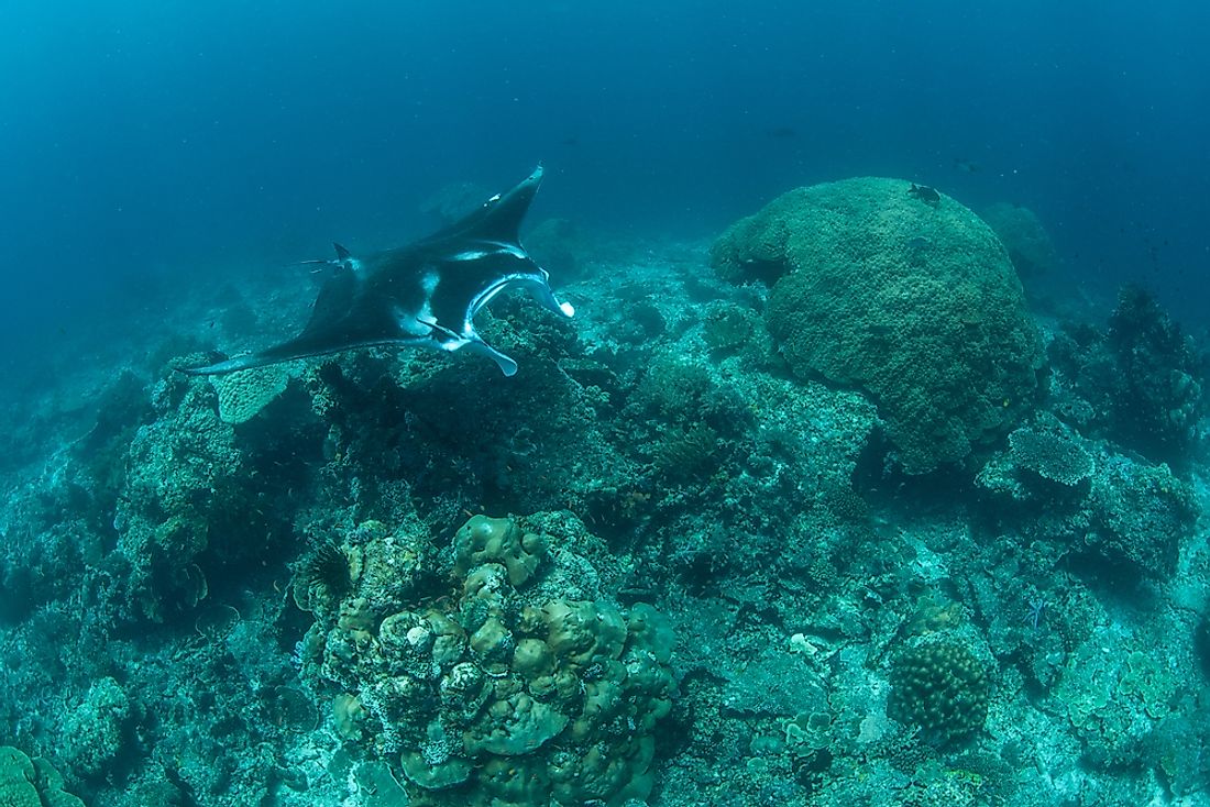 A manta ray swimming over a seamount. 