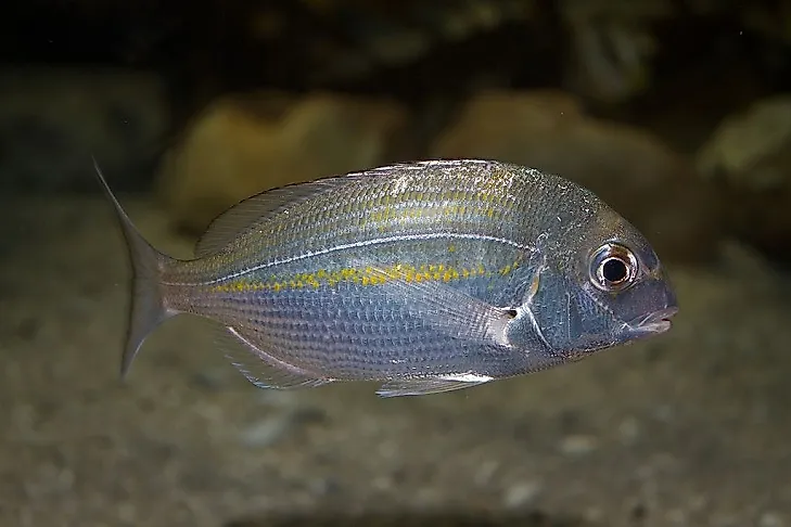 A Cape Stumpnose.