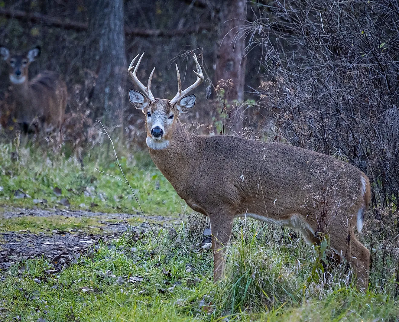 Healthy White-Tailed Deer Stag on the edge of a hiking trail in the US, Editorial credit: Pierre Williot / Shutterstock.com