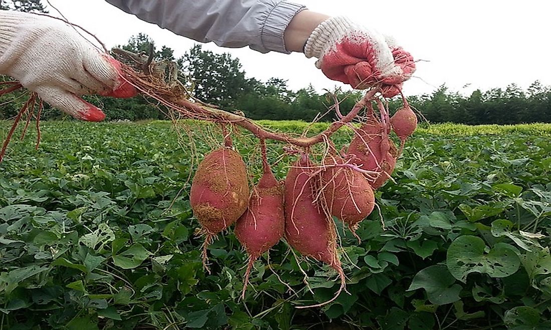 A farmer handling a sweet potato harvest.