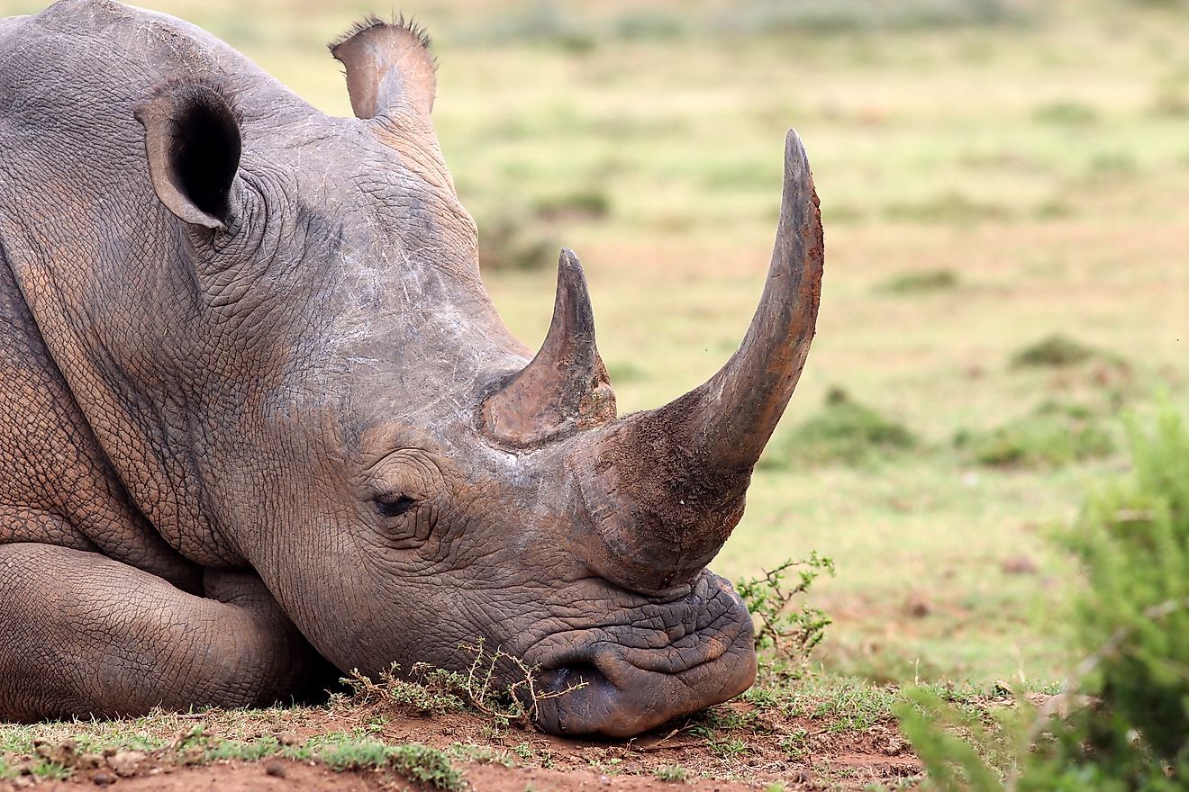What Are Rhino Horns Made Out Of WorldAtlas