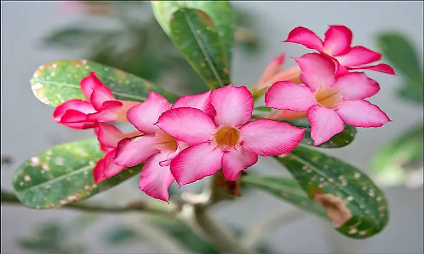 Adeniunm obesum flowers and leaves.