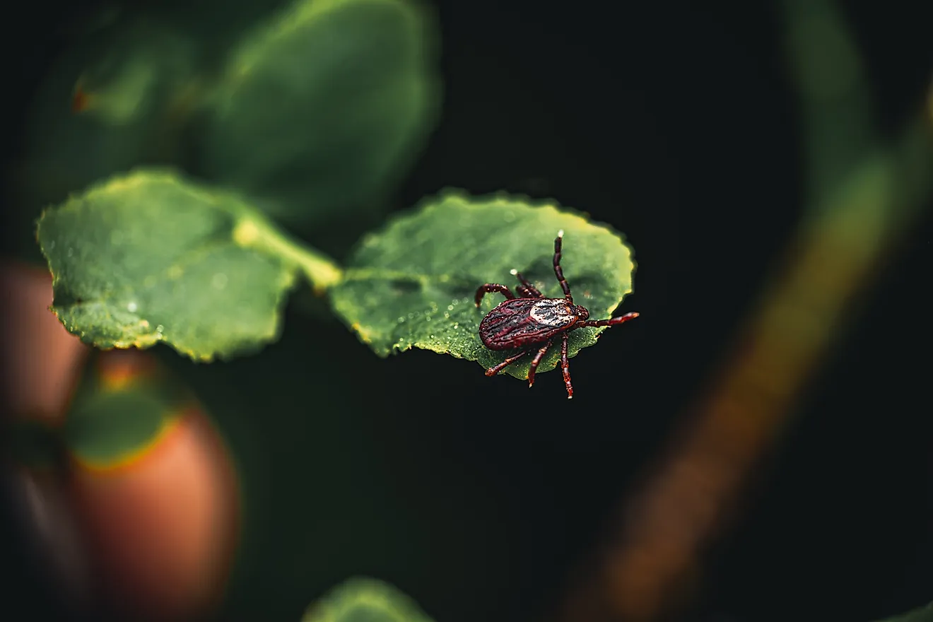 A tick sits on a leaf in the forest and waits for its victim.