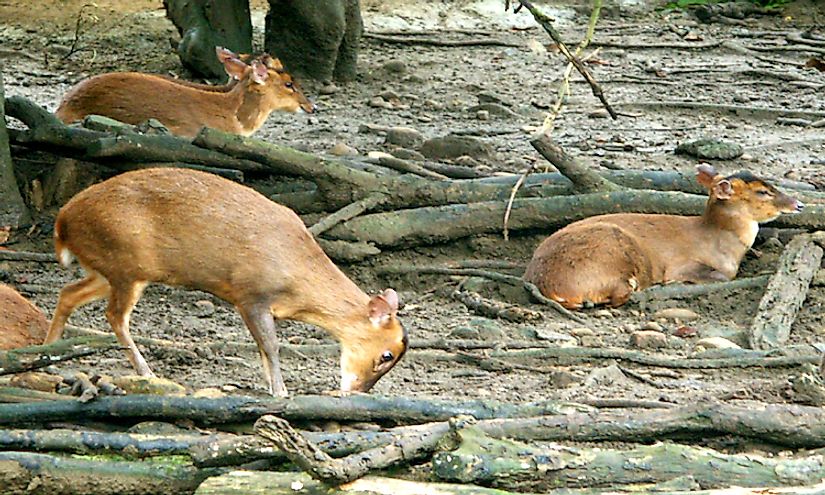 Reeves's muntjac in a national park in Taiwan.