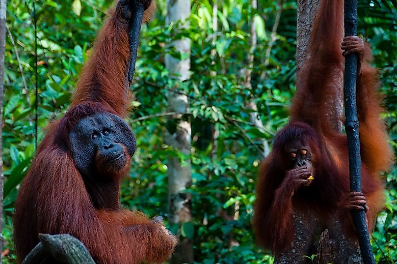 Orangutans "hanging out" in the jungles of Tanjung Puting National Park in Central Kalimantan.