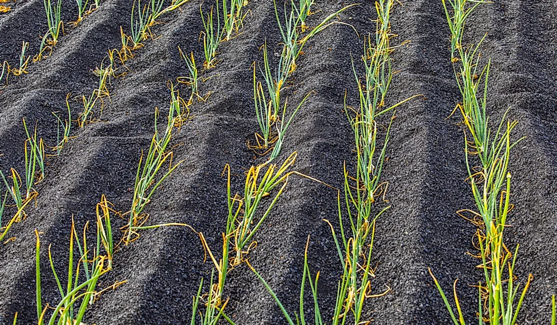 Onions growing in the volcanic soil of Lanzarote island, Canary Islands, Spain.