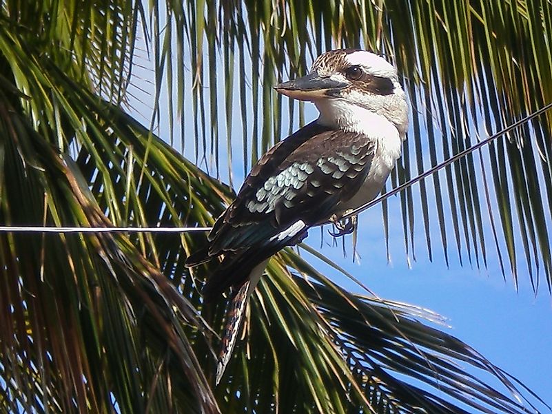 A Kookaburra hanging out in a palm tree along the beaches of Papua New Guinea.