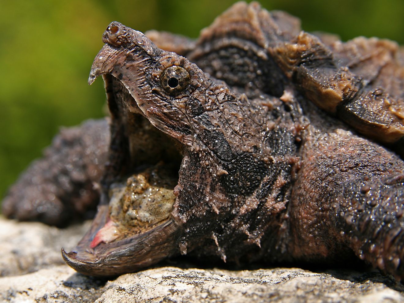 An alligator snapping turtle (Macrochelys temminckii)