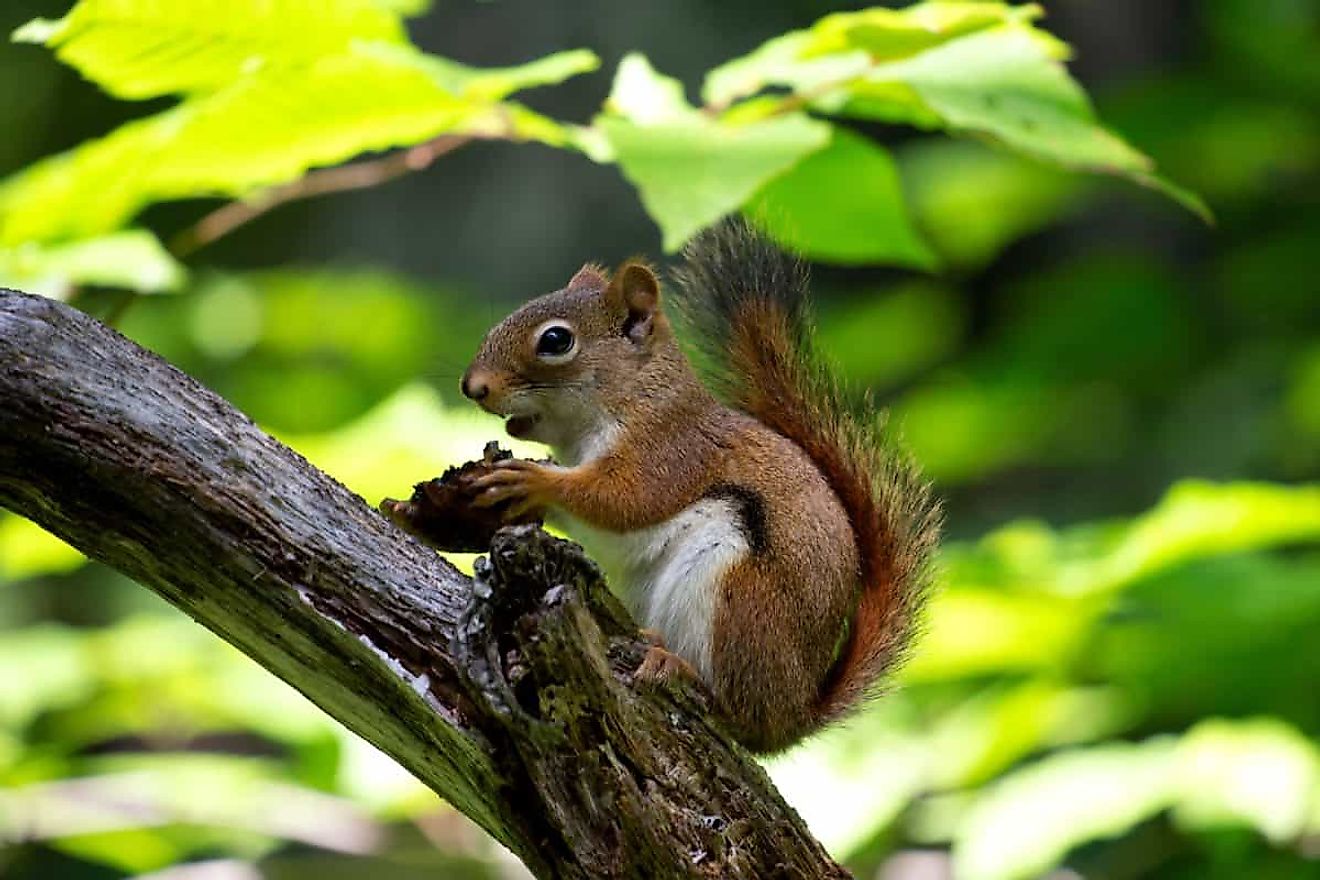 A mischievous tree squirrel. Image credit: Pixnio.com