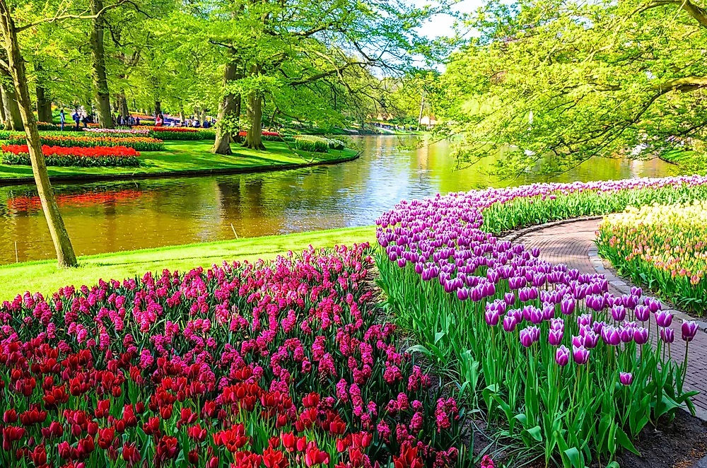 Flowers in the Keukenhof Gardens in the Netherlands, one of the world's most famous botanical gardens. 