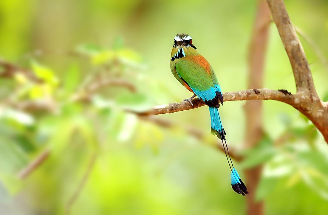 A turquoise-browed motmot in Nicaragua. 