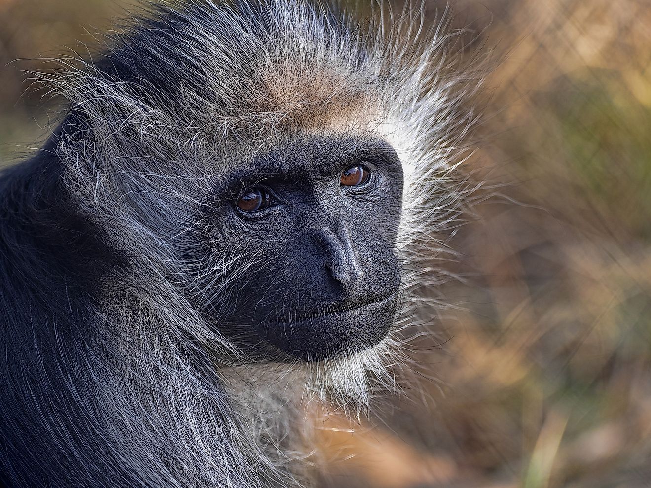 King Colobus