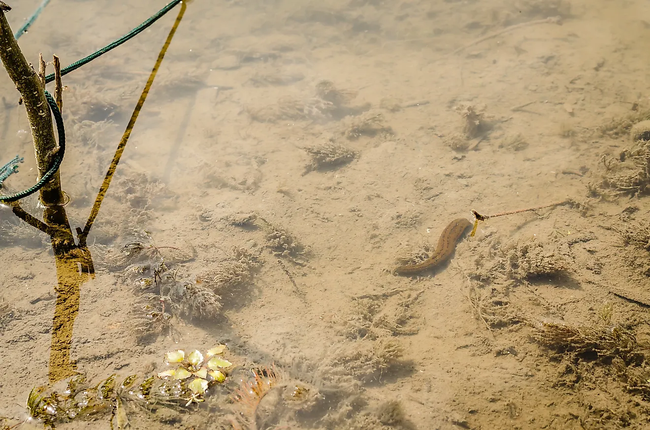 Leeches at the bottom of the clear water of the lake 