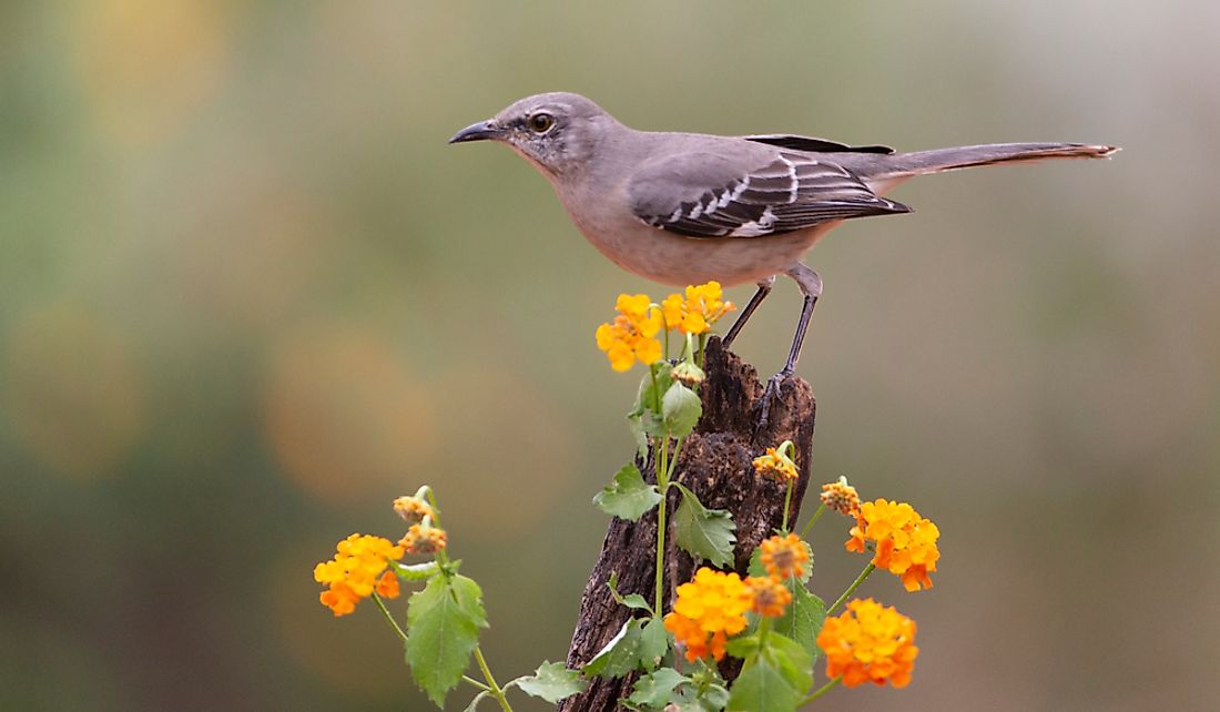 The northern mockingbird prefers open areas.