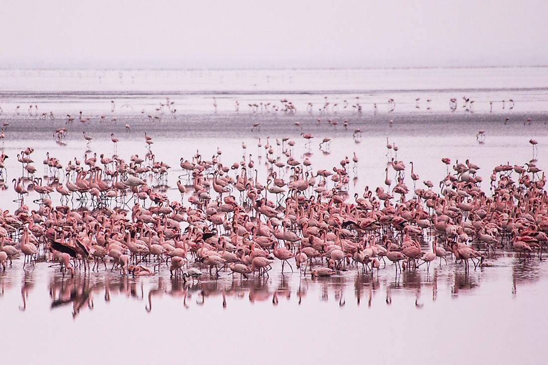Flamingos aren't the worlds only pink animals!