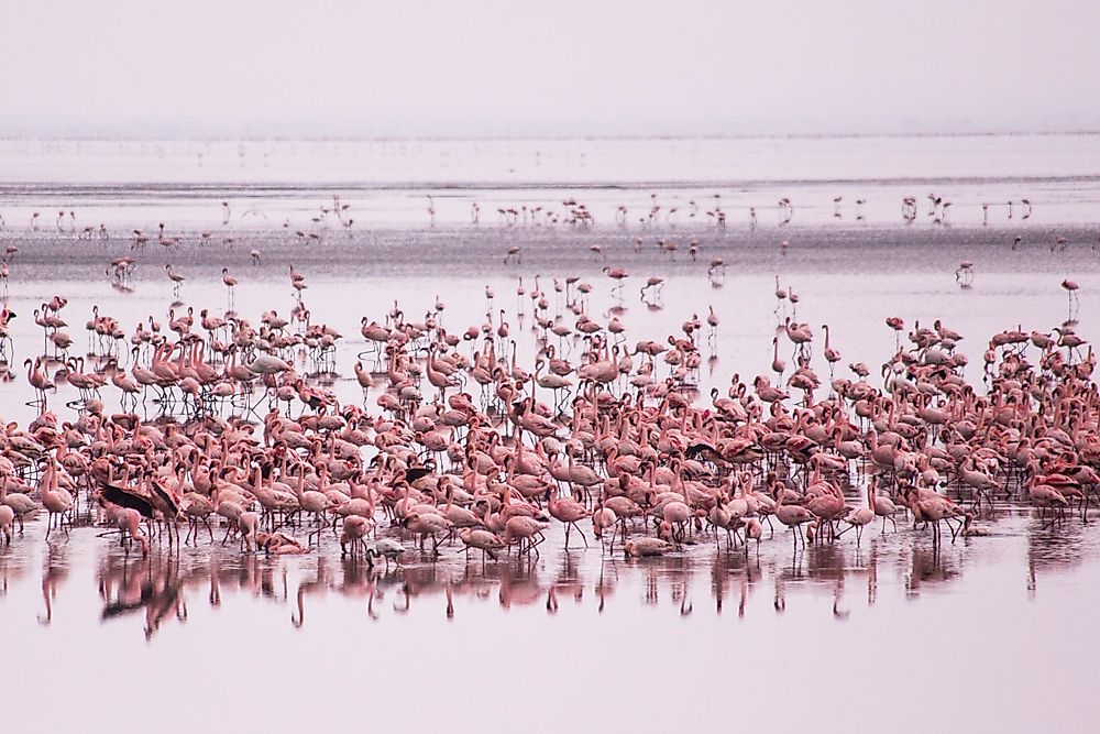 Flamingos aren't the worlds only pink animals!