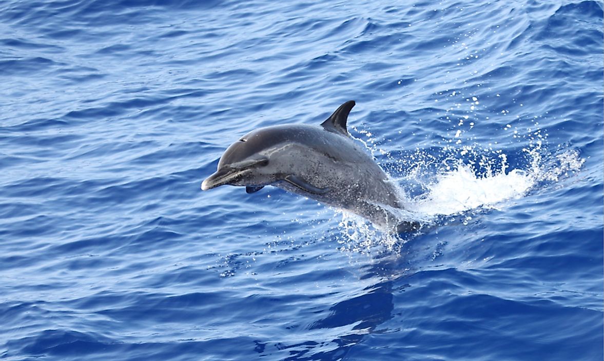 A juvenile Pantropical spotted dolphin leaps out of the water in the Pacific Ocean. 