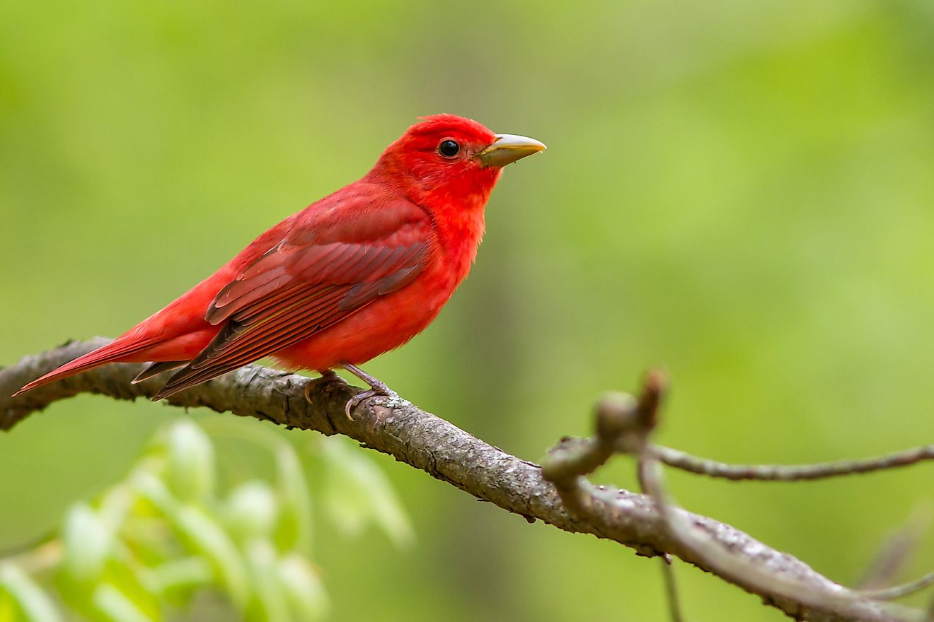 Summer Tanager. Image credit: Frode Jacobsen/Shutterstock.com