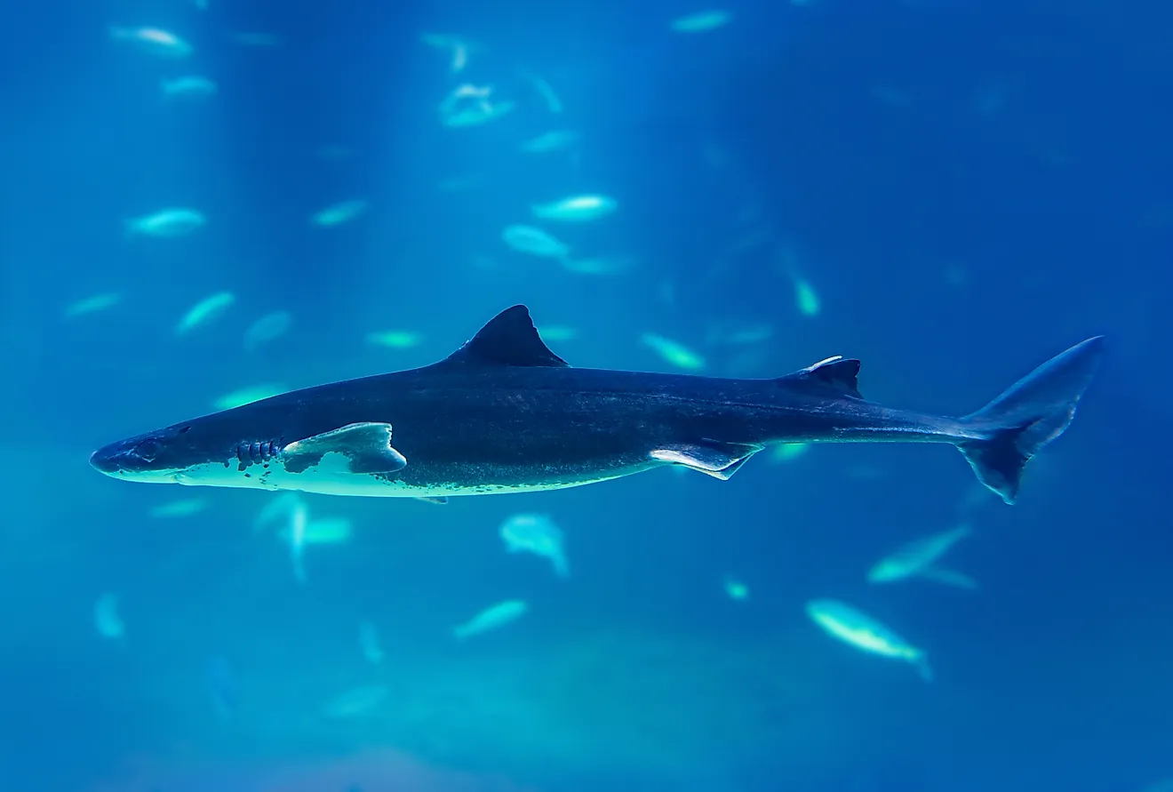 Greenland shark swimming in cold Atlantic waters