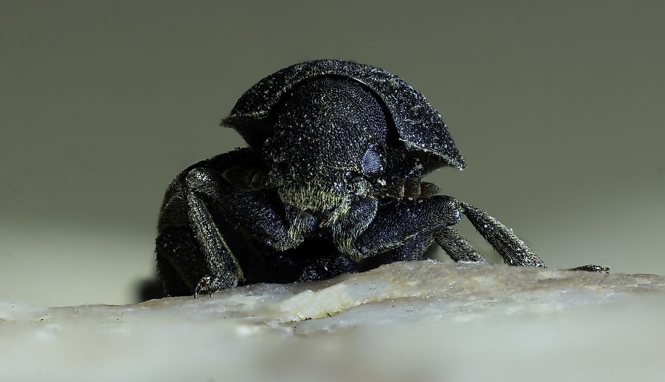 The invasive Rocky Mountain Pine Beetle that has damaged vast tracts of forests in Canada. Image credit:  Robert F Apple/Shutterstock.com