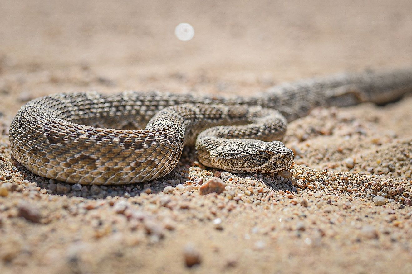 Prairie rattlesnake