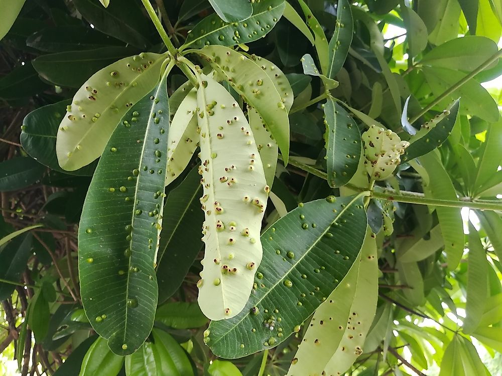 Gall growths on Devil tree leaves caused by the reproductive cycle of the gall midge. 