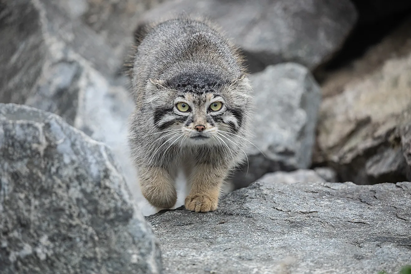 A Pallas's cat (Otocolobus manul)