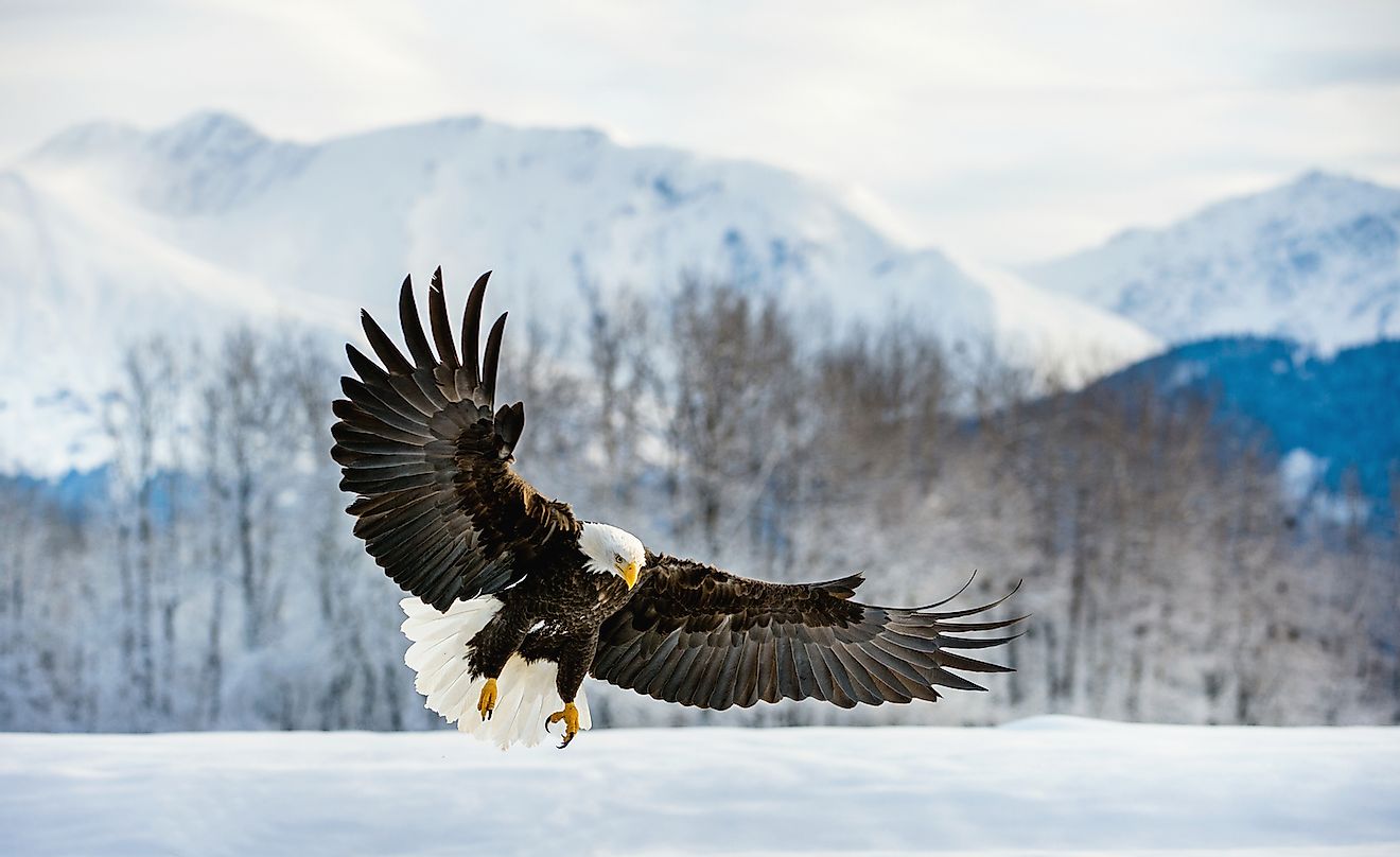 Взрослый белоголовый орлан в полете на Аляске.  Изображение предоставлено: Сергей Урядников / Shutterstock.com