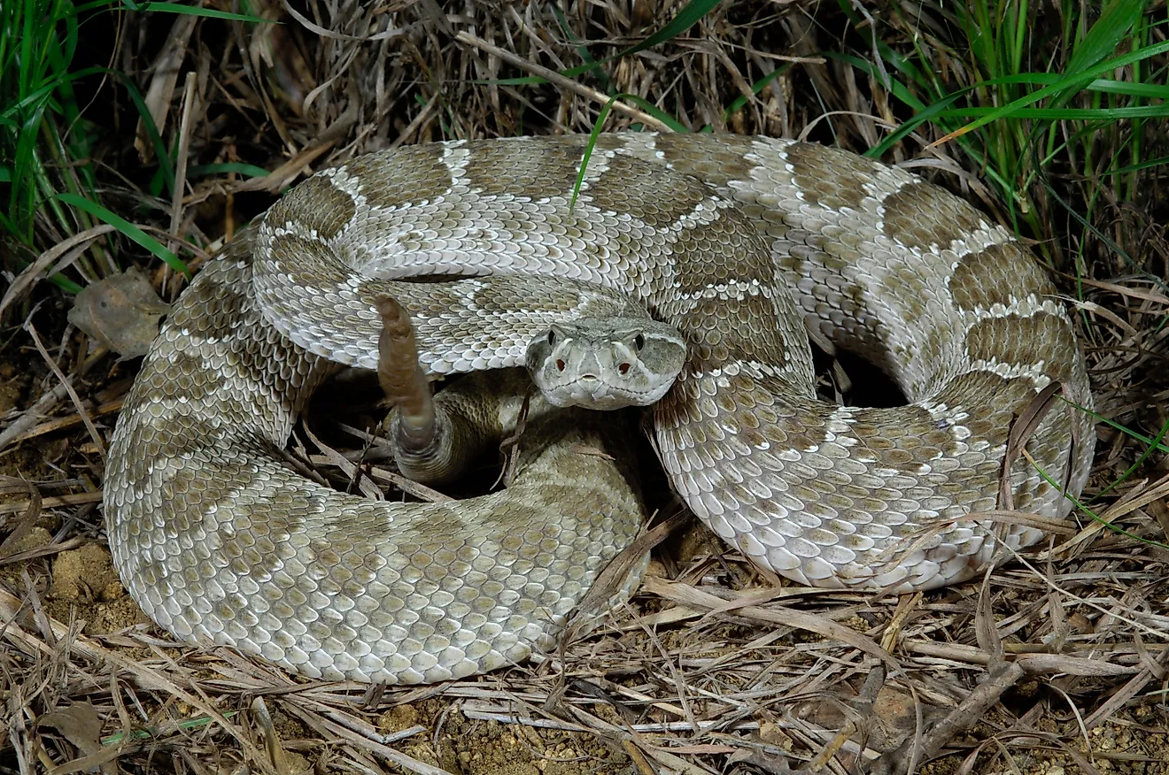 Prairie rattlesnake (Crotalus viridis viridis) in South Dakota.