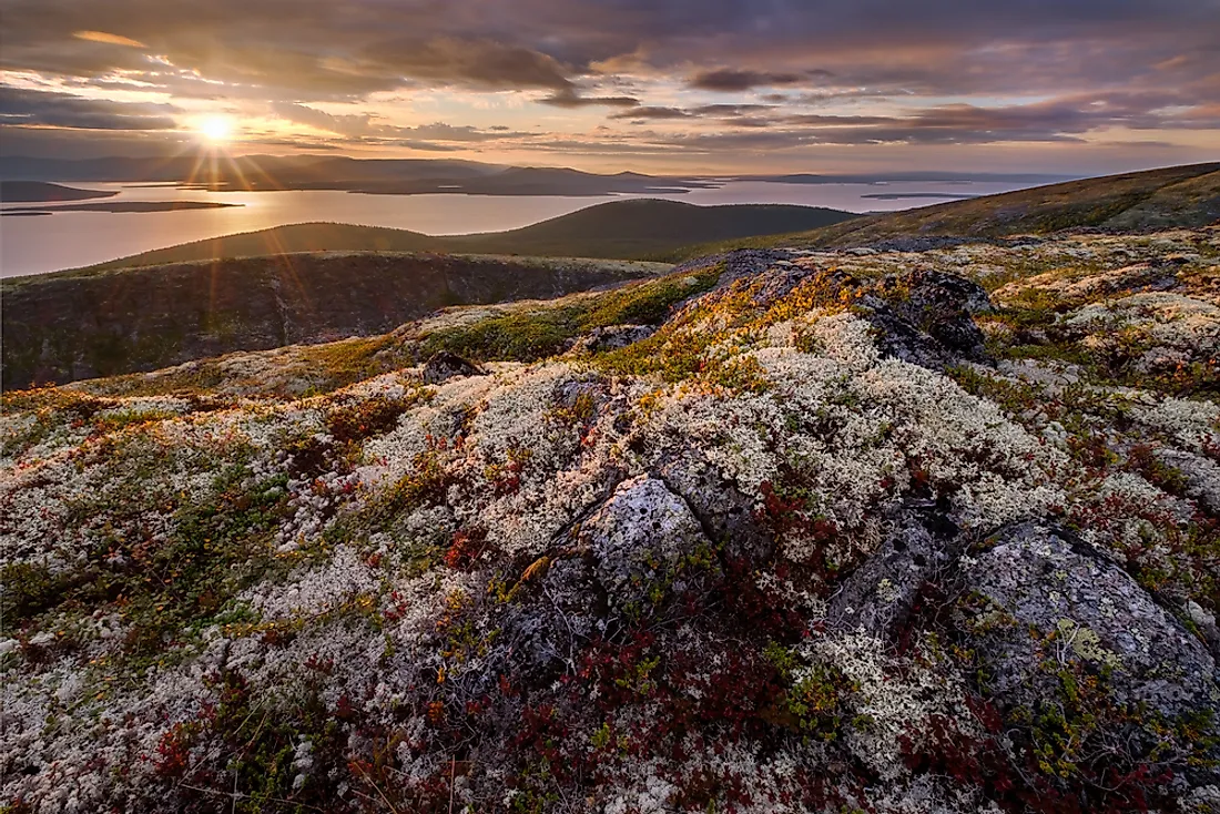 Moss and lichen grow in the tundra. 