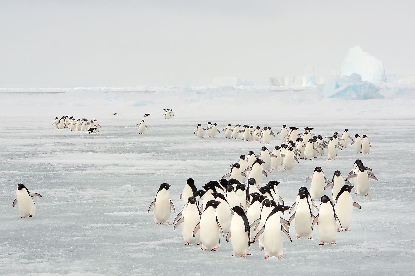 Antarctica is a cold desert. Image credit: Ivan Hoermann/Shutterstock.com