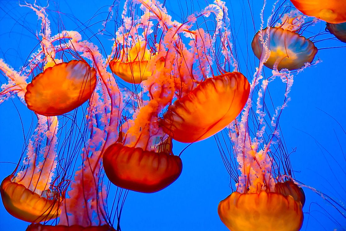 Colorful jellyfish.