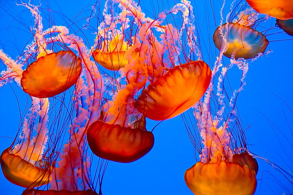 Colorful jellyfish.