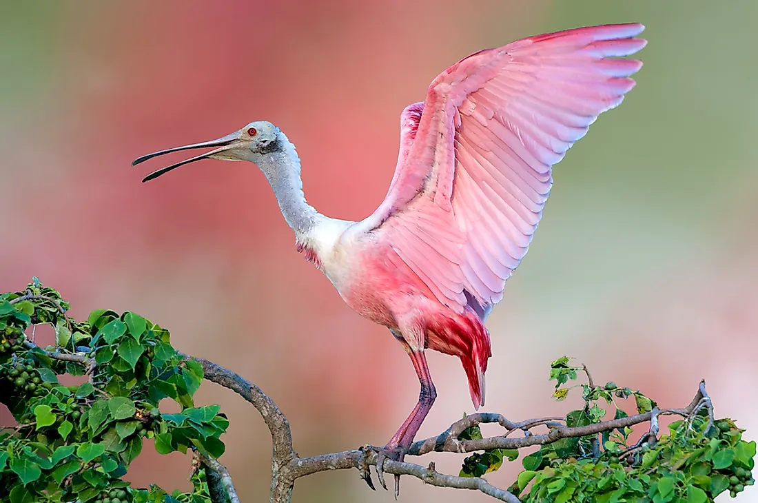 A roseate spoonbill. 