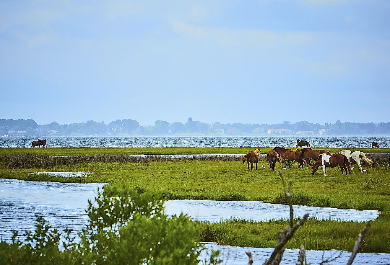 Wild horses of Assateague Island in Maryland. Image credit Jason Donnelly via Shutterstock