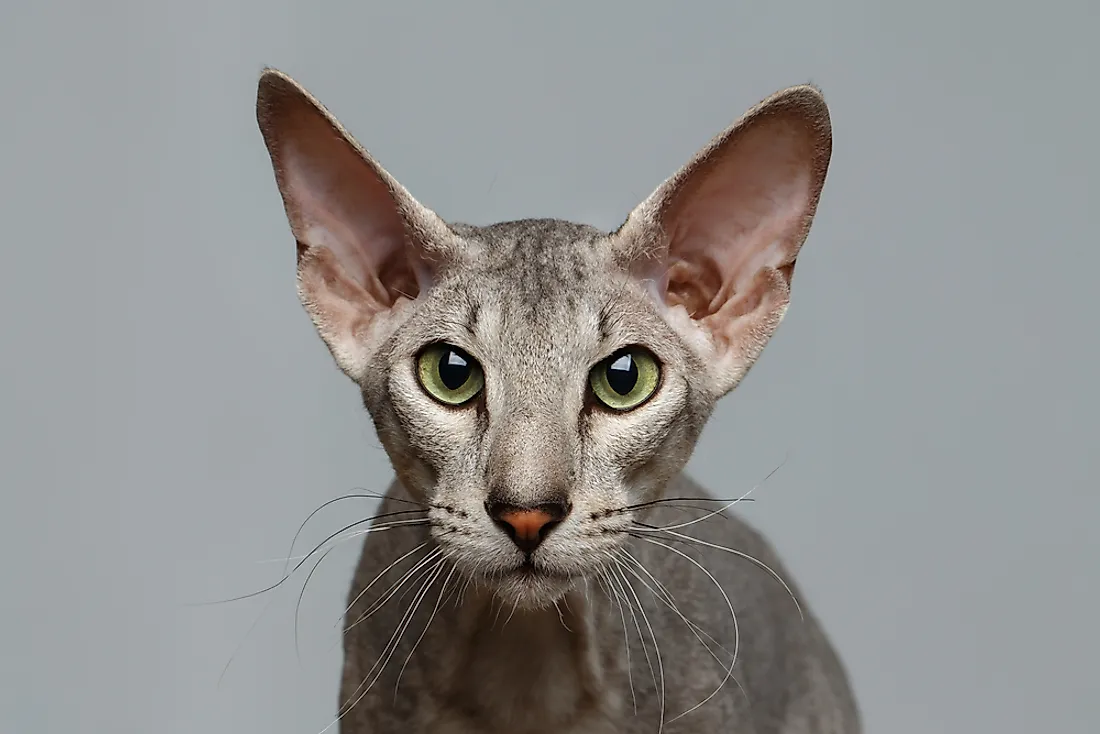A Peterbald cat.