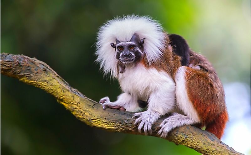 Cotton top tamarin in a tree in the forest.
