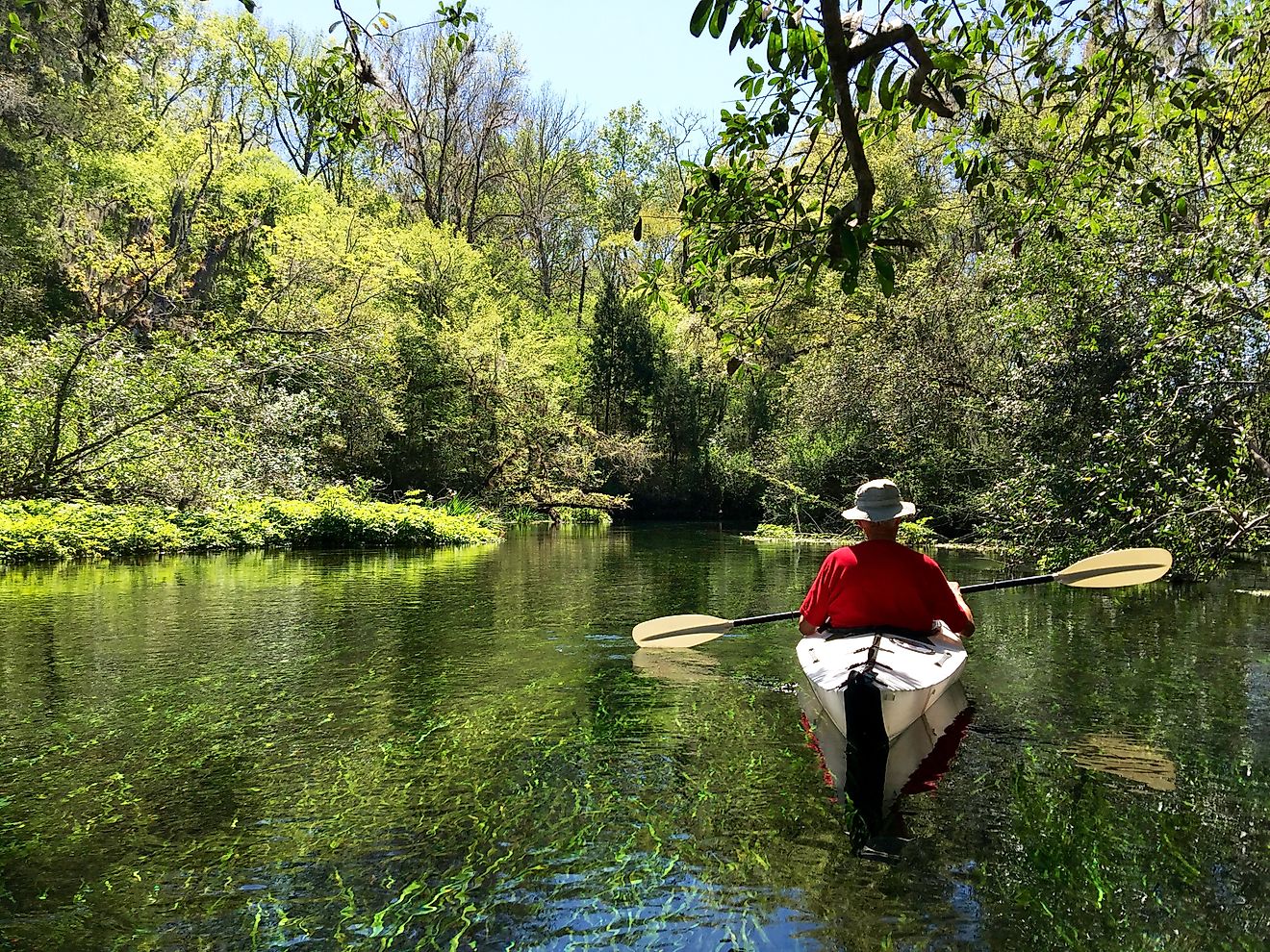 A kayaker exploring the wilderness of the Ichetucknee Springs State Park.