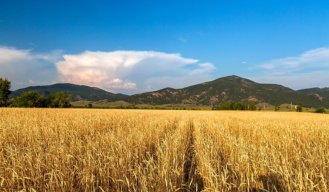 Wheat field in Kazakhstan.